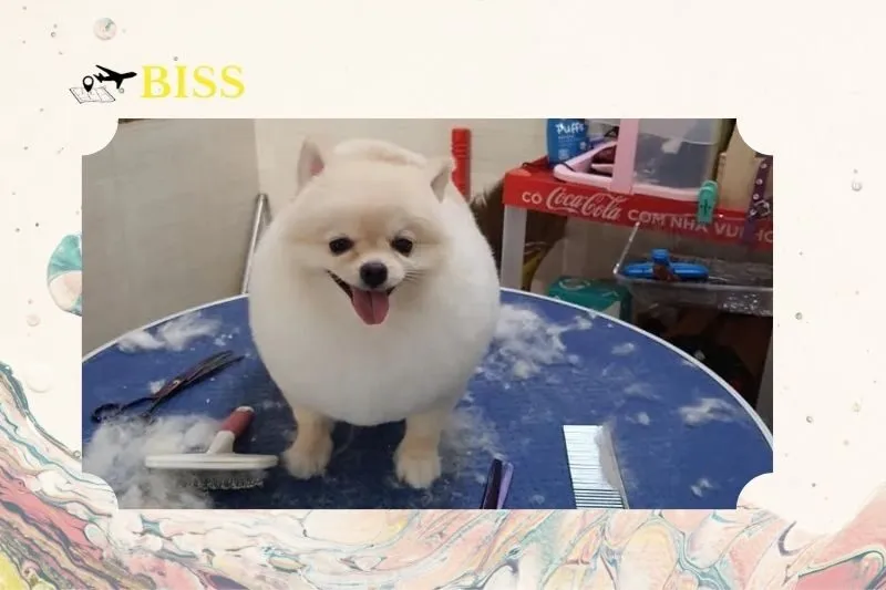 Phòng khám thú y Kpet