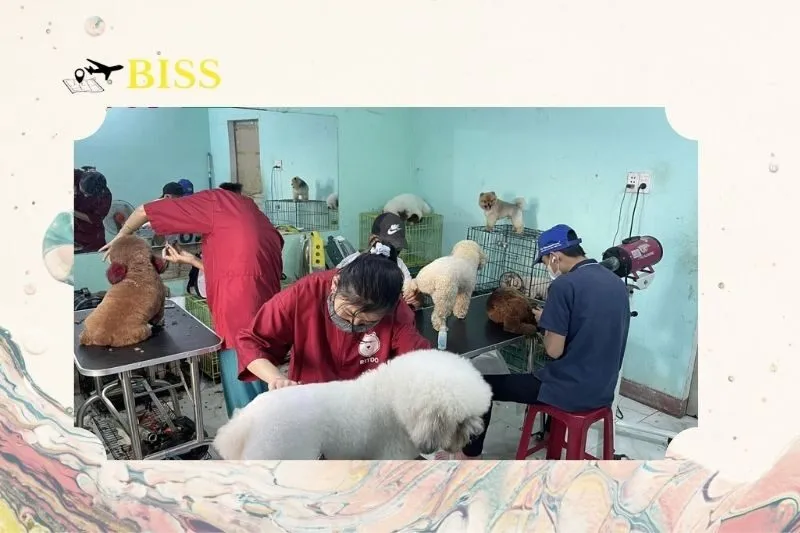 Phòng khám thú y Nam Định Hàng Đồng