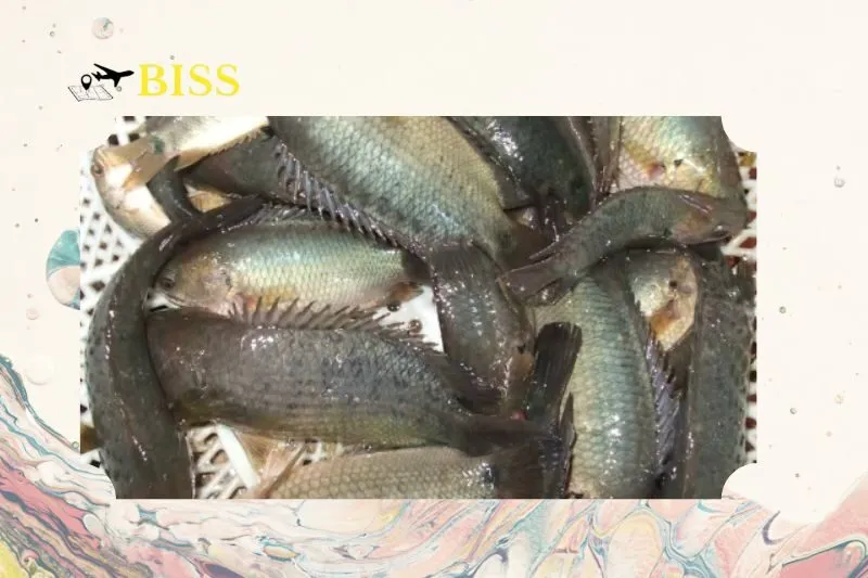 Cá rô đồng – Linh hồn của món xôi cá rô Nam Định