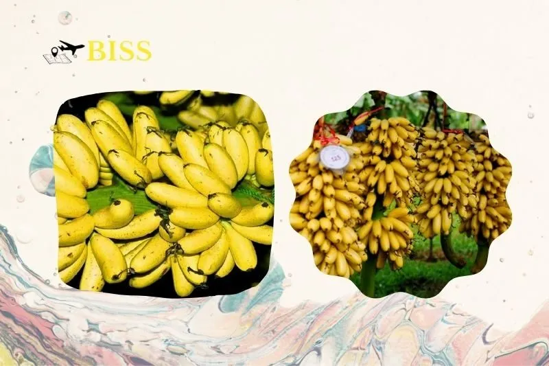 Lịch sử và Ý Nghĩa Văn Hóa Của Chuối Ngự Chợ Rồng Nam Định