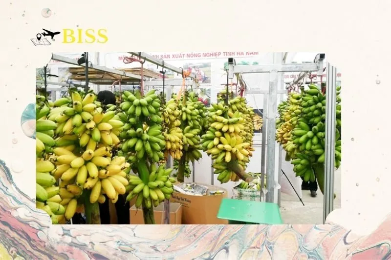 Những Lưu Ý Khi Mua Và Bảo Quản Chuối Ngự Chợ Rồng Nam Định