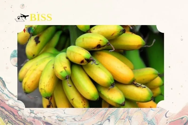 Tại Sao Chuối Ngự Chợ Rồng Nam Định Là Món Quà Tết Không Thể Thiếu Trong Mâm Ngũ Quả?