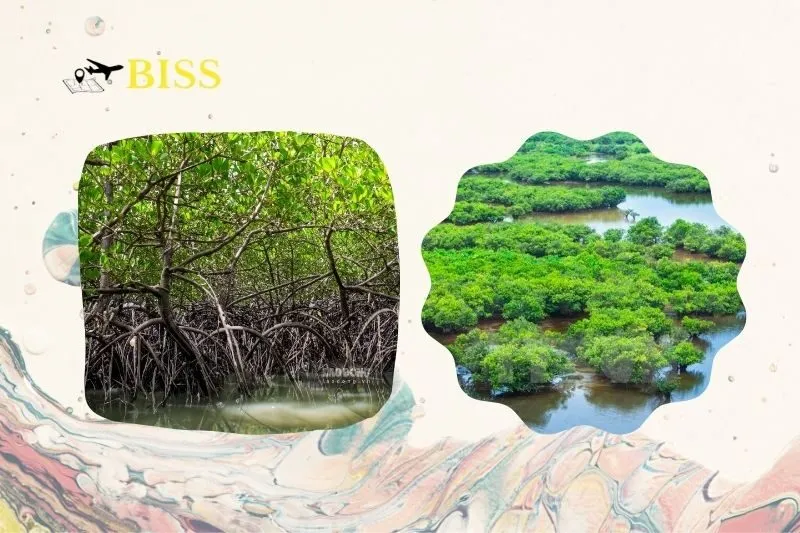 Vườn quốc gia Xuân Thủy Nam Định là gì?