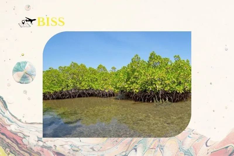 Các dịch vụ du lịch tại Cửa Ba Lạt