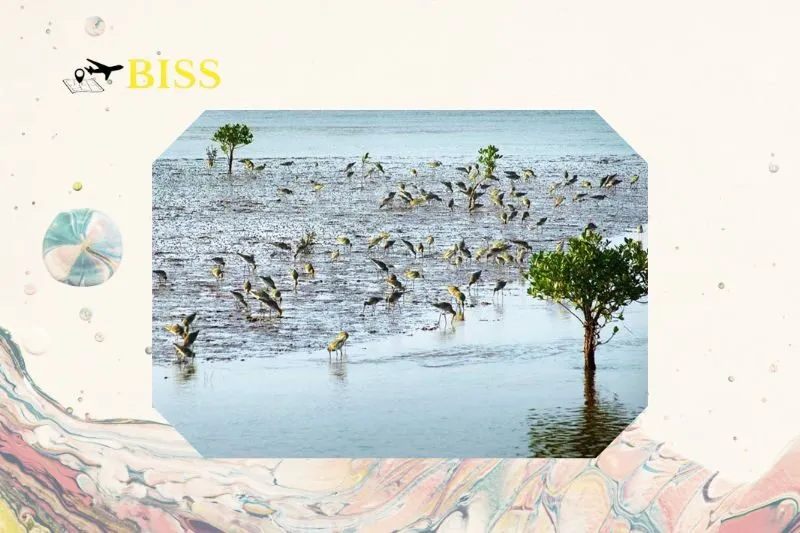 Địa điểm du lịch tại Cửa Ba Lạt